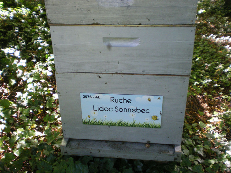 La ruche Lidoc Sonnebec